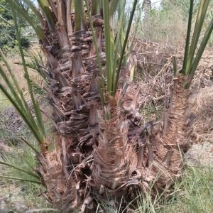 نهال نخل خنیزی یکساله