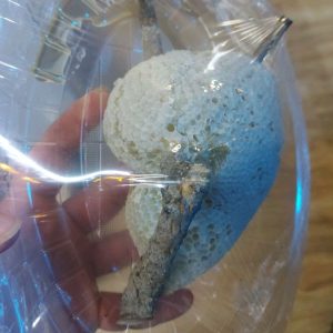 عسل وحشی شاخه طبیعی با تضمین برگشت وجه عمده سه کیلویی