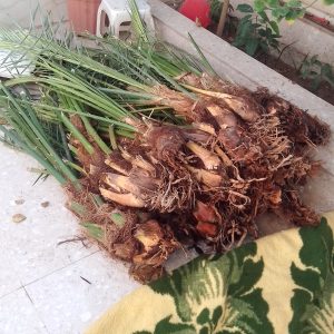 نهال نخل مجول ۲/۵ الی ۳ ساله