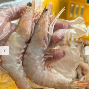 شاه میگو تازه دریایی عمده پنج کیلویی