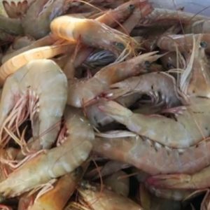میگو درشت دریایی سایز ۴۰/۵۰ عمده ده کیلویی