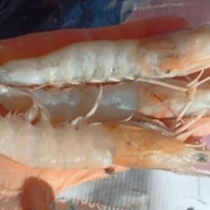 شاه میگو دریایی عمده ده کیلو تازه